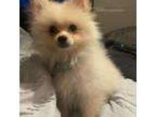 Pomeranian Puppy for sale in Burkburnett, TX, USA