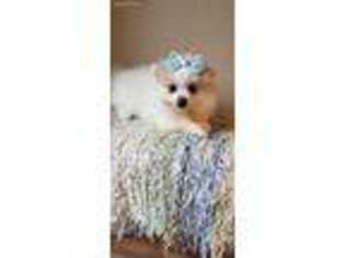 Pomeranian Puppy for sale in Tipp City, OH, USA