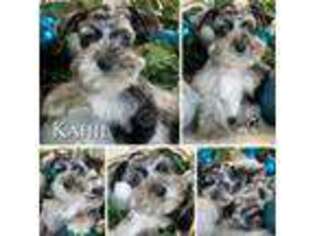 Mutt Puppy for sale in Austin, TX, USA