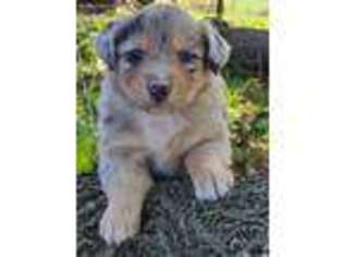 Australian Shepherd Puppy for sale in Crewe, VA, USA