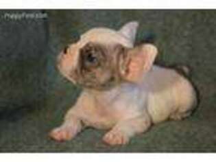 French Bulldog Puppy for sale in Saint Regis, MT, USA