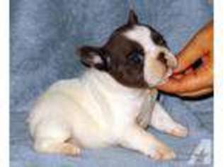French Bulldog Puppy for sale in POTTSTOWN, PA, USA