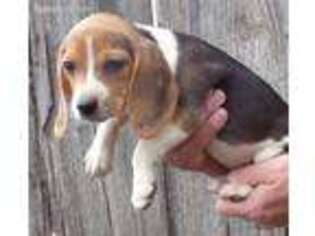 Beagle Puppy for sale in Fremont, CA, USA