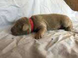 Labrador Retriever Puppy for sale in Greenville, TX, USA