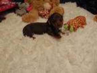 Dachshund Puppy for sale in Jefferson City, MO, USA