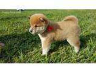 Shiba Inu Puppy for sale in Polson, MT, USA