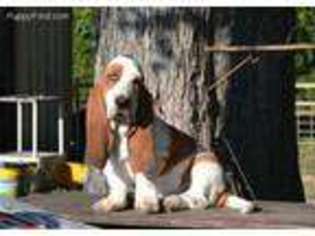 Basset Hound Puppy for sale in Buffalo, TX, USA