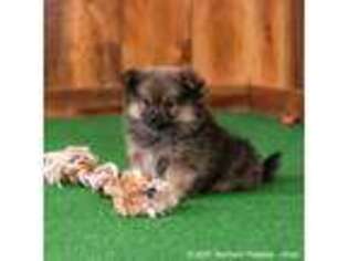 Pomeranian Puppy for sale in Centreville, MI, USA