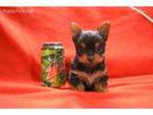Yorkshire Terrier Puppy for sale in Las Animas, CO, USA