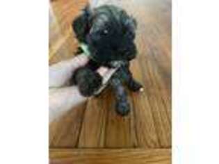Havanese Puppy for sale in Kintnersville, PA, USA