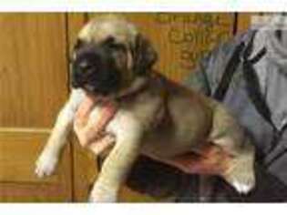Boerboel Puppy for sale in Grand Rapids, MI, USA