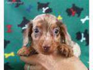 Dachshund Puppy for sale in Batesburg, SC, USA