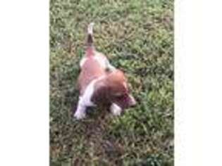 Dachshund Puppy for sale in Greenup, IL, USA