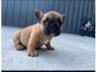 French Bulldog Puppy for sale in Bemidji, MN, USA