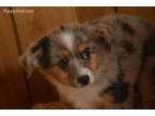 Australian Shepherd Puppy for sale in Exline, IA, USA