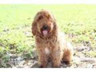 Labradoodle Puppy for sale in Elm Mott, TX, USA