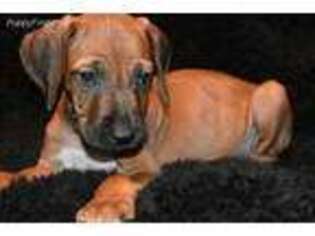 Rhodesian Ridgeback Puppy for sale in Hamtramck, MI, USA