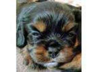 Cavalier King Charles Spaniel Puppy for sale in Alliance, OH, USA