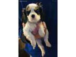Cavalier King Charles Spaniel Puppy for sale in Madisonville, TN, USA