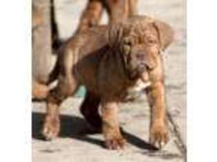 Medium Photo #1 American Bull Dogue De Bordeaux Puppy For Sale in Aurora, CO, USA