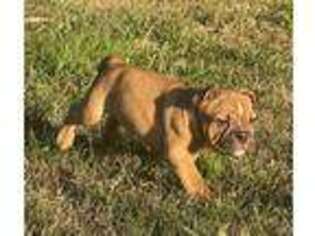 Bulldog Puppy for sale in Newport, TN, USA