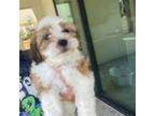 Shih-Poo Puppy for sale in Irvine, CA, USA