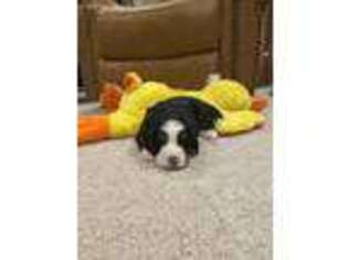 Bernese Mountain Dog Puppy for sale in Connellsville, PA, USA