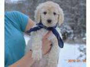 Labradoodle Puppy for sale in Fulks Run, VA, USA