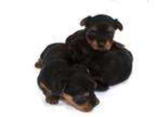 Yorkshire Terrier Puppy for sale in CHESAPEAKE, VA, USA