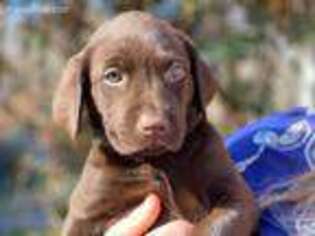 Labrador Retriever Puppy for sale in Toccoa, GA, USA