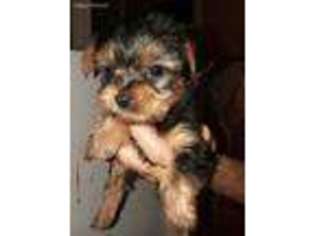 Yorkshire Terrier Puppy for sale in Paulina, OR, USA