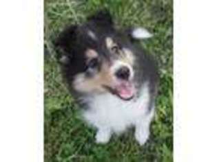 Shetland Sheepdog Puppy for sale in Kent, OH, USA