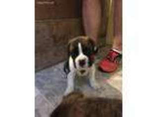 Boxer Puppy for sale in Disputanta, VA, USA
