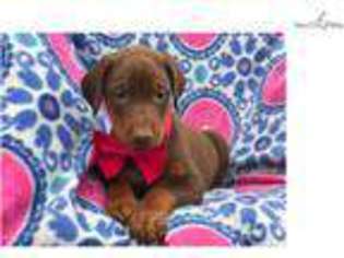 Doberman Pinscher Puppy for sale in Lancaster, PA, USA