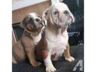 Bulldog Puppy for sale in Cold Spring, NY, USA