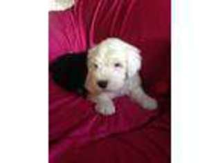 Old English Sheepdog Puppy for sale in Ledger, MT, USA