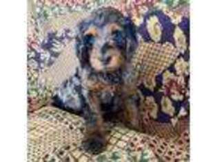 Mutt Puppy for sale in Prairie City, OR, USA