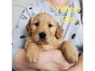 Golden Retriever Puppy for sale in Malin, OR, USA