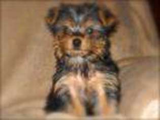 Yorkshire Terrier Puppy for sale in ROCKY POINT, NC, USA
