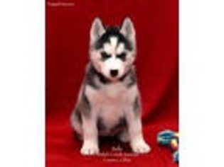 Siberian Husky Puppy for sale in Fresno, OH, USA