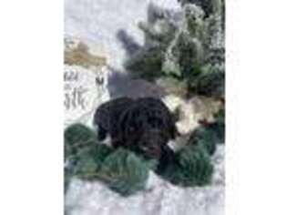 Labradoodle Puppy for sale in Cumberland, VA, USA
