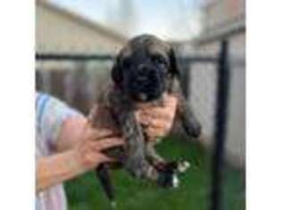 Mutt Puppy for sale in Winston, OR, USA