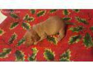 Dachshund Puppy for sale in Goldsboro, NC, USA