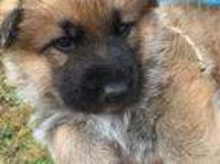 German Shepherd Dog Puppy for sale in Murphy, NC, USA