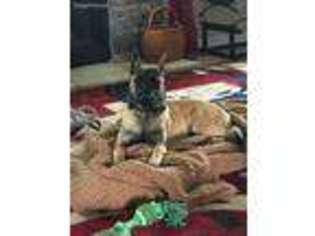 Belgian Malinois Puppy for sale in Mount Gilead, OH, USA