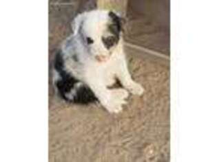 Border Collie Puppy for sale in Eagle Mountain, UT, USA