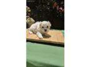 Mal-Shi Puppy for sale in Alma, GA, USA