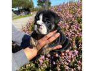 Bulldog Puppy for sale in Castroville, CA, USA