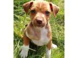 Rat Terrier Puppy for sale in Clovis, CA, USA