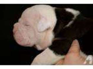 Bulldog Puppy for sale in NORTON, MA, USA